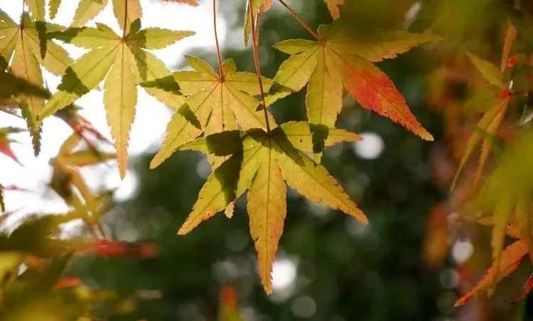 银杏|霜降枫红银杏黄，黄龙湿地公园染秋色