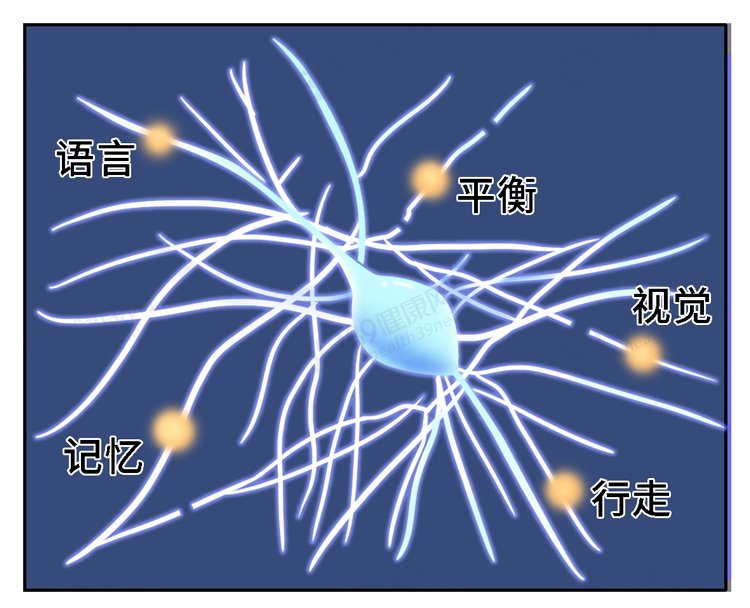 颅骨|大脑又软又糯，为什么我们可以摇晃翻滚，脑子不会烂成一团？