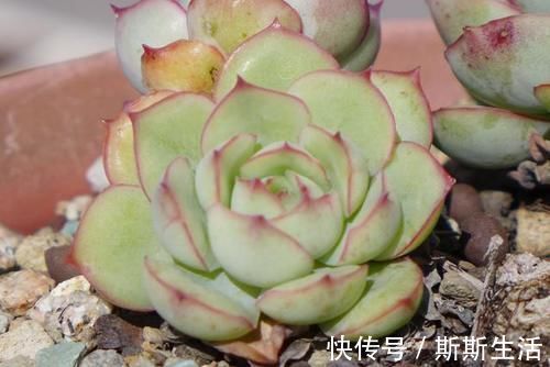 封闭阳台养什么多肉最合适,老花友诚心推荐这12款,省心又漂亮