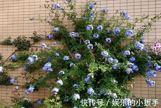 上班忙,没时间养花,这几盆懒人花你要知道,打理起来更省心