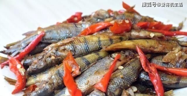 农村这种鱼，一般生长在水流清澈的小溪里，咬钩凶猛，红烧之后鲜香不腥