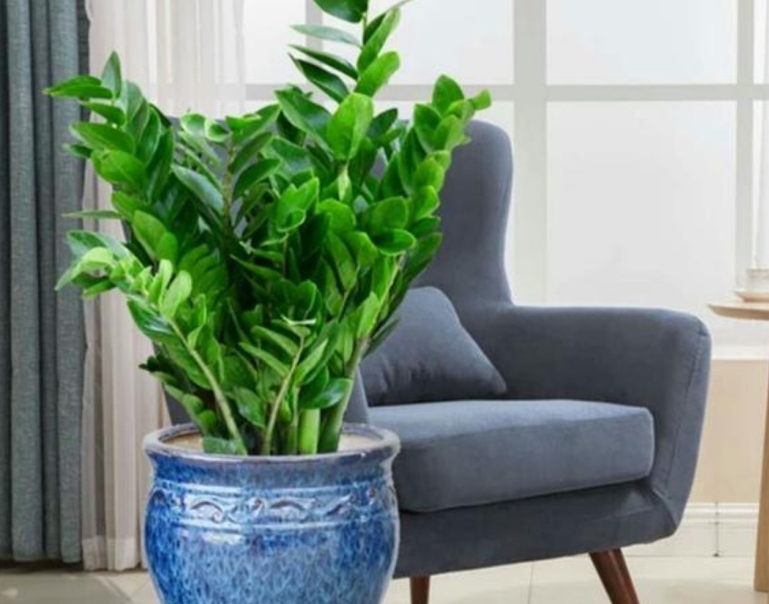 3种花“快入盆”，插土里就活，10天生根，养在客厅漂亮又聚财！