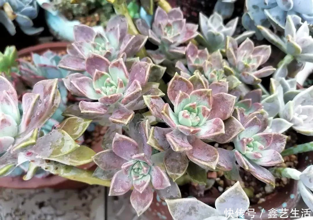 瀑布|最耐晒的8种多肉,夏天照样疯长不停,呼呼窜成小瀑布