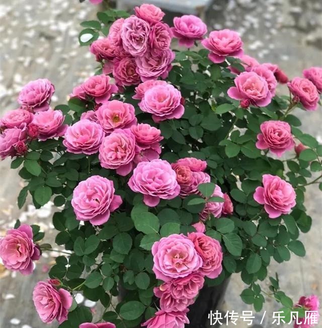 养花技巧快死的花,剪一刀立马活,还能再开花!