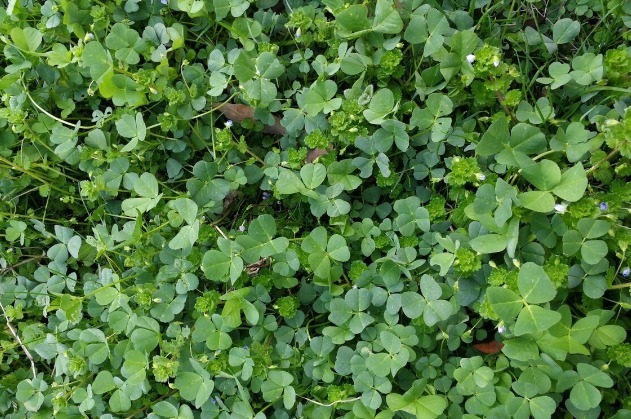 野菜|春天挖野菜,送你56种野菜大图片,带你见识不同的野菜和吃法