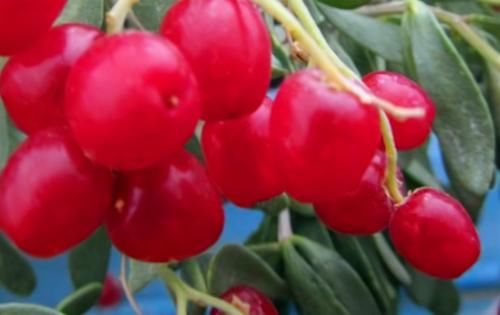 补充营养|会吃的人最健康，3种食物离不开，补充营养，有益健康！