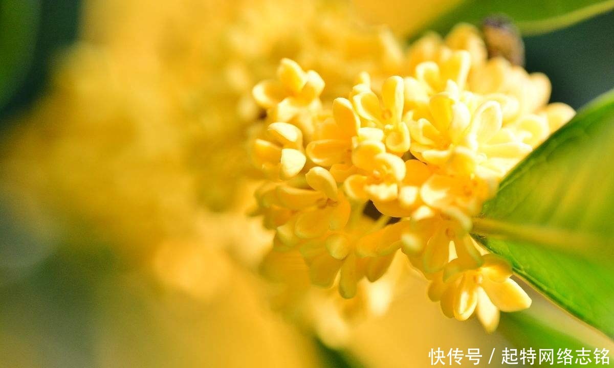 五首桂花诗词:一枝淡贮书窗下,人与花心各自香