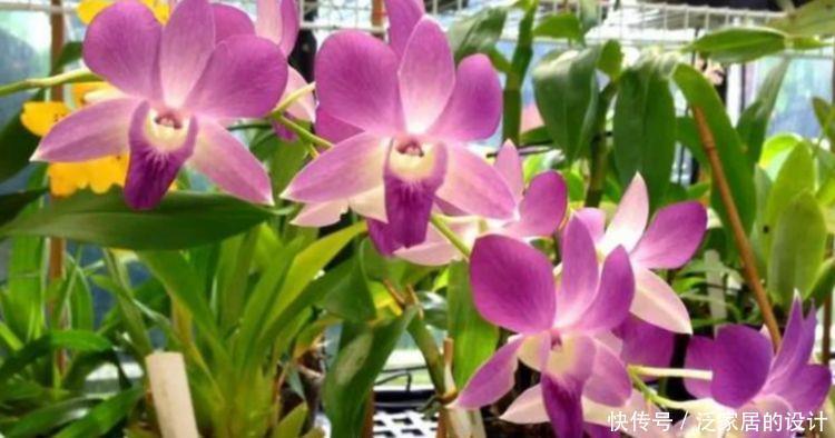 几款花卉，花大色艳，好养易爆盆，养在客厅美极了