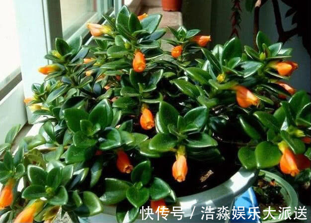金鱼花|4种“防辐射”的花，好养又漂亮，养1盆再不担心变丑，女生必选！