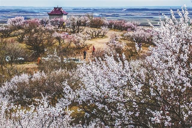 龙江赏花地图，带你走进春日“万花筒”