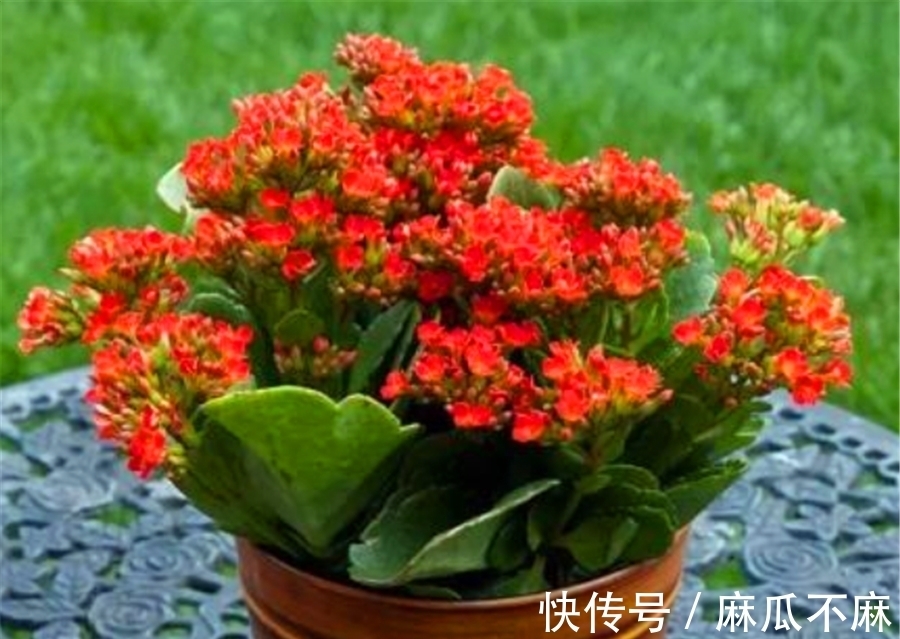 长寿花养护有“4大误区”,难怪只长叶子不开花,学会了花开爆盆