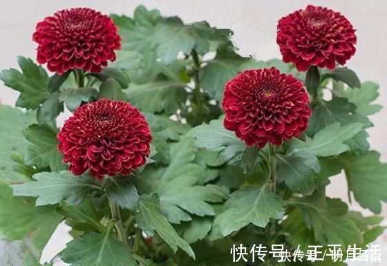土壤|养花只需一种肥料，就可使其叶、根、茎、花快速生长爆盆