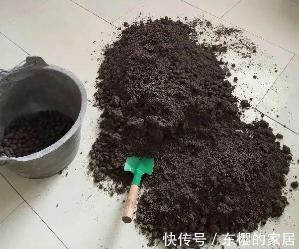 换盆时机到了，有这花赶紧换，换完立马疯长！