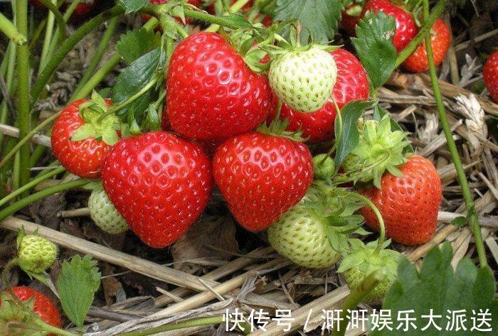 无花果|这4种常见的水果,含有大量寄生虫,虽然有营养,但孩子不能多吃