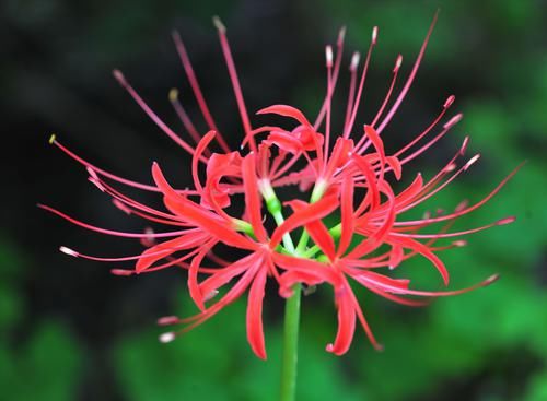 养花试试这几款，花样俏丽，姿势美丽，家里养一盆，漂亮极了