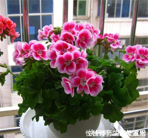 阳台|4种漂亮花,一年四季花朵轮番开,天天都是花海,是阳台盆栽佳品