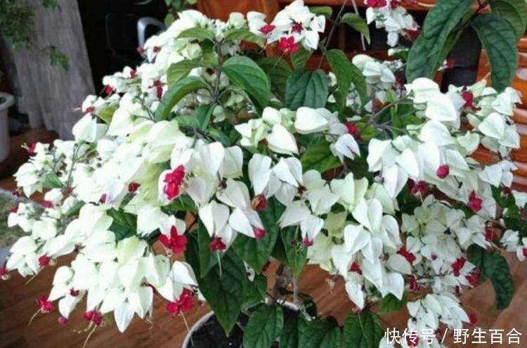 清新|家有庭院就养这种花,美不胜收,清新浪漫、美如仙境!