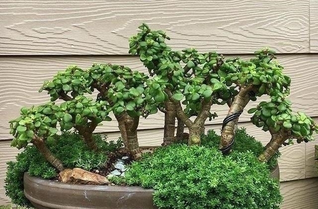 塑形|金枝玉叶,别养错了,30天剪一次,精雕细琢,养成盆景才漂亮!