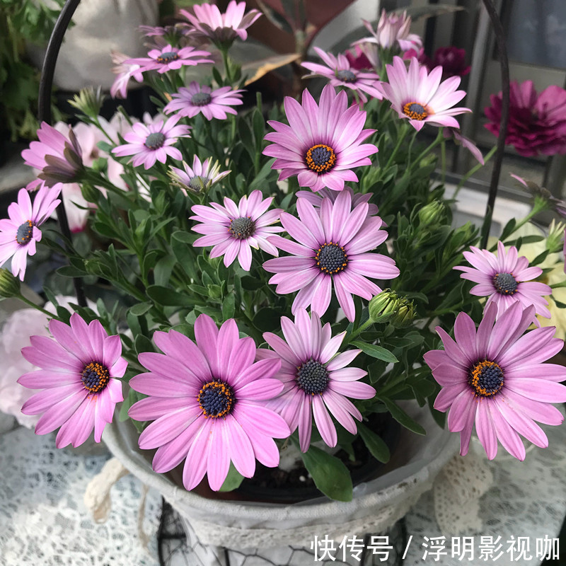 心扉|喜欢养花,不如养盆南非万寿菊,花香沁人心扉,养在家里美如画