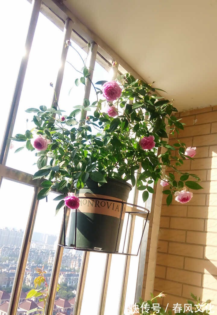 花卉|“精品三角梅”柠檬黄三角梅,花开爆盆成花树,庭院养花首选