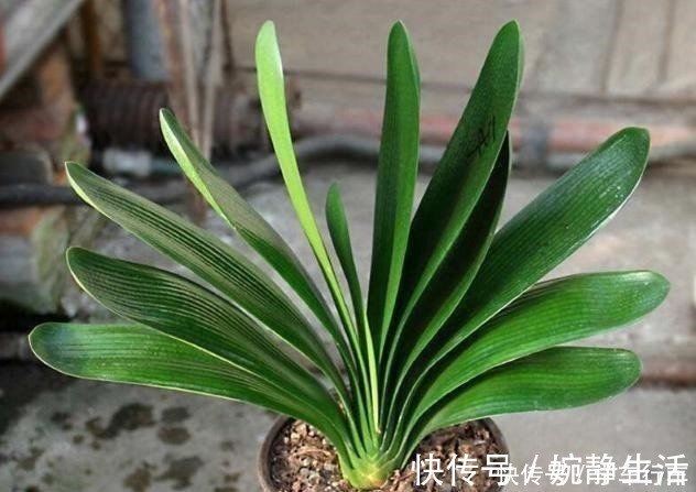 啤酒|别给君子兰用啤酒了，用它才最“靠谱”的，叶片宽大油绿又整齐！