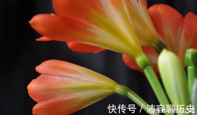 光照|夏天来了，君子兰喜欢“1多2少”，既能安全度夏，又能长花芽