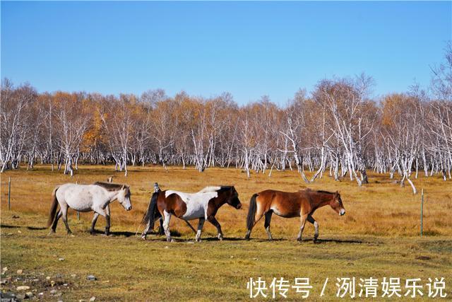 马儿|这里的秋天超震撼，追寻锡林郭勒大草原深处的秋色