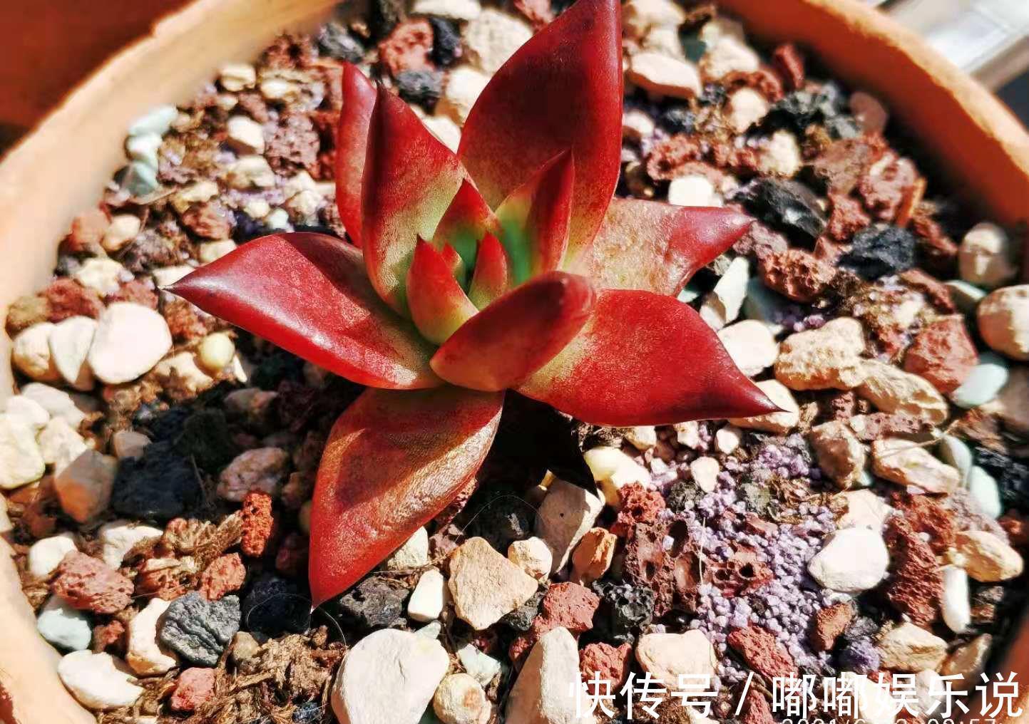 罗密欧|叶片四季皆红的多肉罗宾,不管你说它好不好养,反正我是觉得好养
