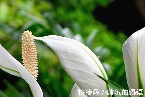 这三种花号称“见光死”,进入夏季养护要小心,稍不注意就死了