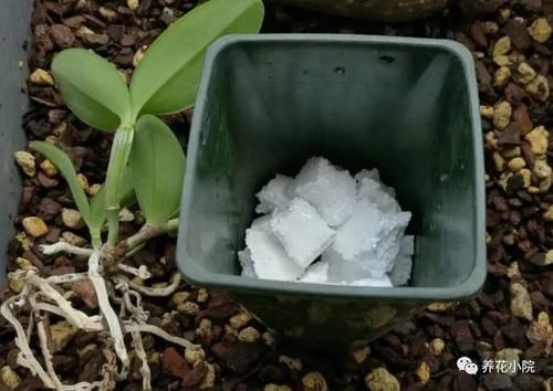 家中养花，盆底垫几种小东西，盆土疏松透气，防止烂根
