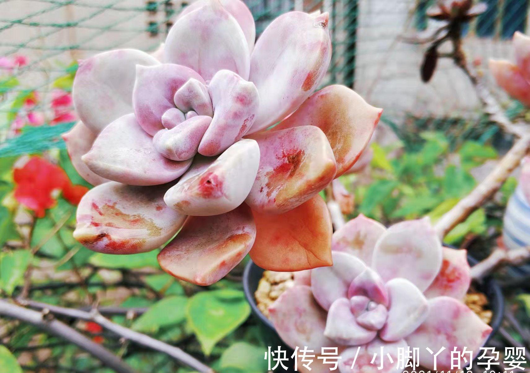 血斑紫乐?糖心紫乐?可别交智商税了!其实多肉紫乐就只有一种