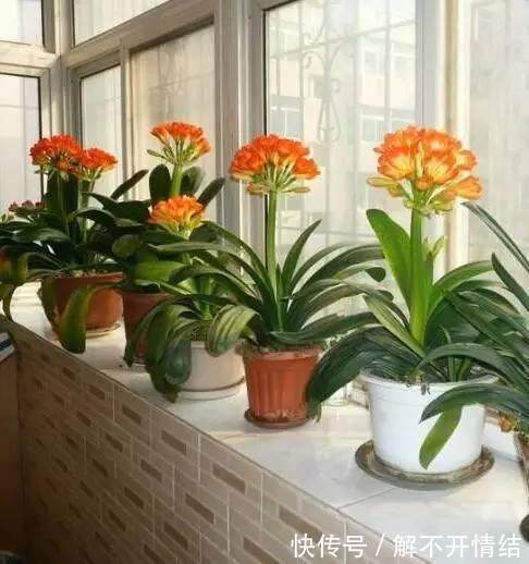 亲爱的|为什么君子兰老不开花只需用这水一浇,花大色艳疯长到爆盆!