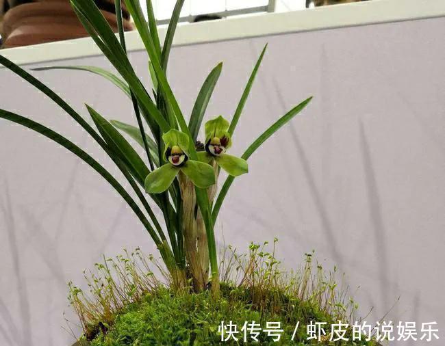 兰花口味比较重，爱喝这种水，花朵多姿又灿烂，很好看