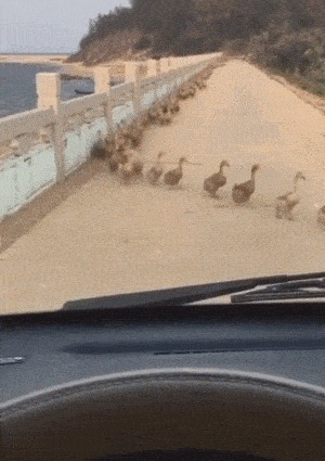 |搞笑GIF:今天运气挺好, 走着走着就捡到一个媳妇