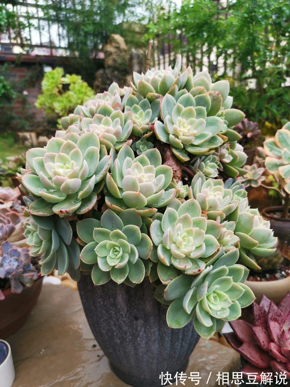 气根|养花很简单，看懂4个“信号”，就知道怎么养好了