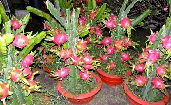 发芽|吃水果时挖一勺子,洗洗扔盆里,20天发芽成盆栽,结的果子吃不完