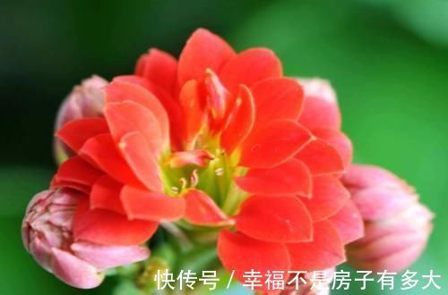 百合花|最“贱”的4种花，开花美还好活，365天开花不断，美丽而喜庆