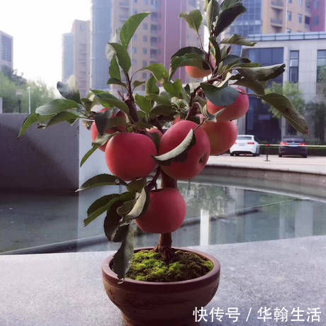 阳台再小,也要养4种果树,植株矮小,结果颇多,还能当盆栽欣赏