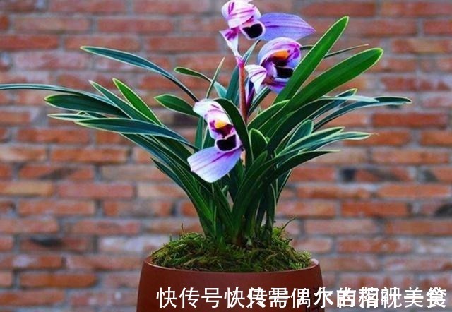 建兰|建兰色花名品“紫月荷”，花开富贵吉祥，兰香典雅，养兰首选！