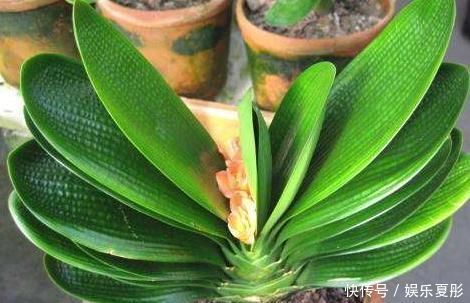 家中有3种花卉盆栽，趁早搬到阳台上晒一晒，枝叶越长越旺盛