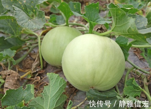 食物|想长寿全靠吃,3种食物离不开,补充营养、身体倍棒