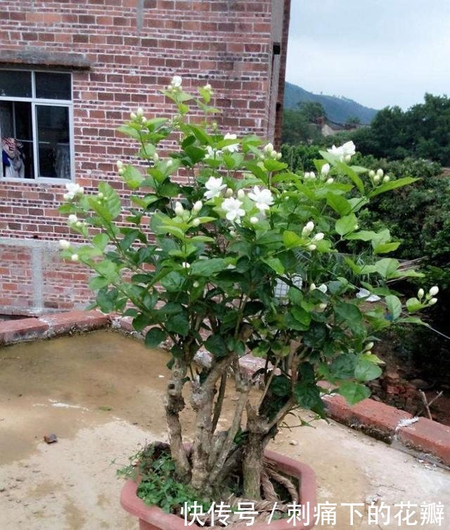 这2种花养成老桩不划算,不及时修剪,花都不开了!