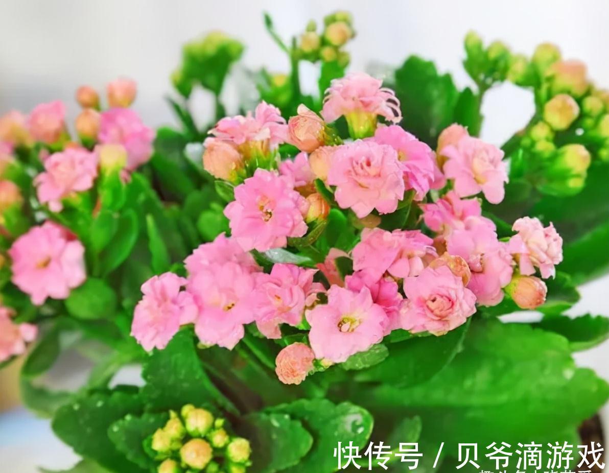 适合客厅养的“6种花”，一个比一个好养，一个比一个好看