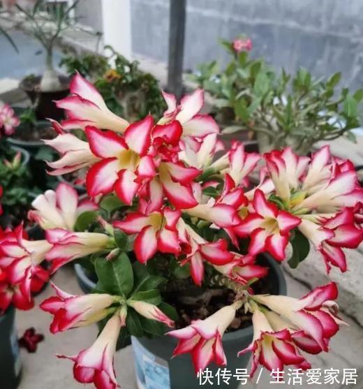 公认的3种懒人花,生性强健颜值高,随便一养开爆花,适合新手