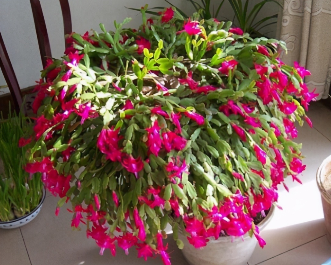 蟹爪兰夏季要“休眠”,三件事不能做,不然叶子打蔫,严重会烂根