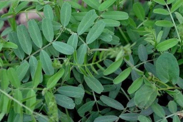 荠菜|野菜中的“4金刚”，钙含量是牛奶的2倍，吃过的人都说好！