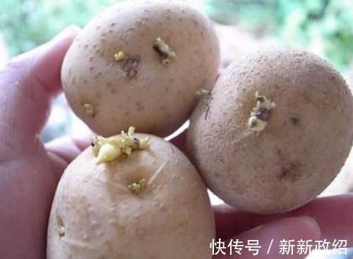 土豆|土豆发芽了没办法吃,但是却有大用处,别傻傻扔掉了
