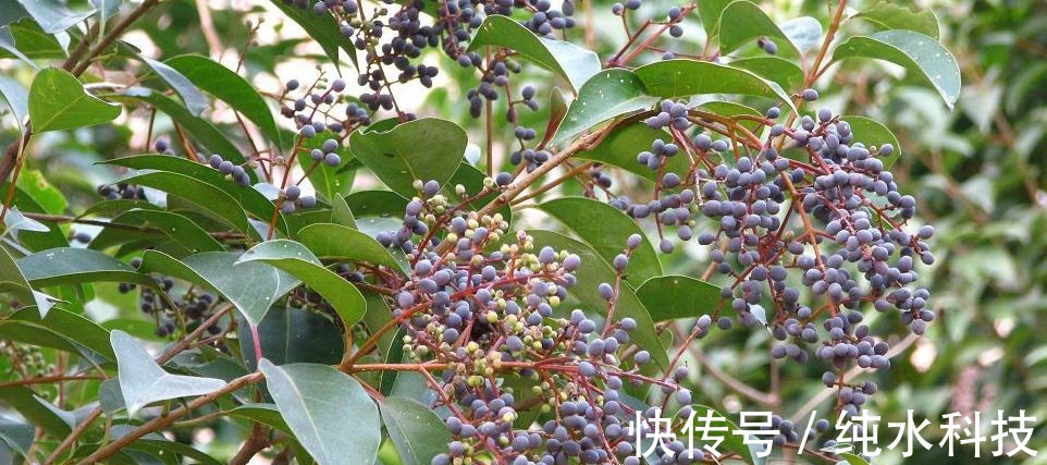 风湿痛|乡下不起眼的植物,曾经不被重视,现在成了稀罕物,价值珍贵