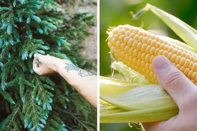 苔藓|大便没纸不要慌,教你用各种东西擦屁股网友再也不担心没纸了