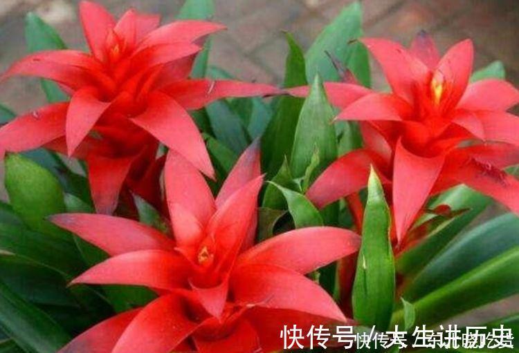 4种花堪称开花机器，365天都在开花，赏心悦目，你喜欢哪一种？